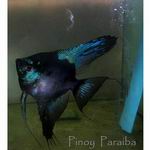 Pinoy Paraiba Angelfish - dime-nickel size body (small)